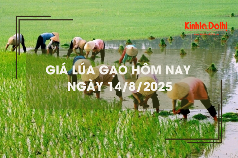 Giá lúa gạo hôm nay ngày 14/8: gạo nguyên liệu giảm nhẹ