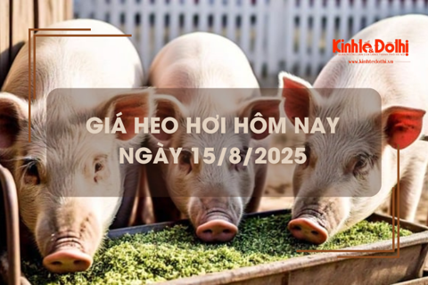 Giá heo hơi hôm nay 15/8: giảm rải rác 1.000 đồng/kg