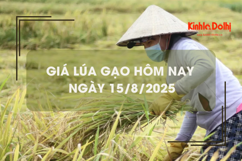 Giá lúa gạo hôm nay ngày 15/8: lúa gạo vững giá