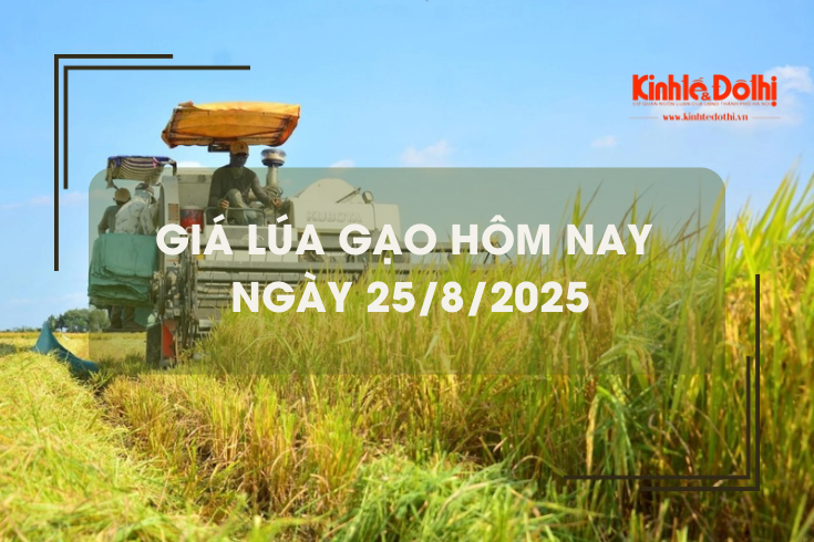 Giá lúa gạo hôm nay 25/8: lúa thơm có xu hướng giảm