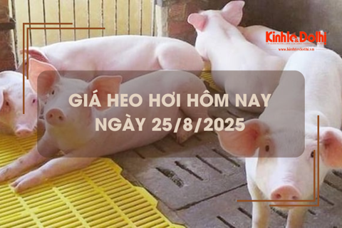 Giá heo hơi hôm nay 25/8: miền Bắc giảm nhẹ