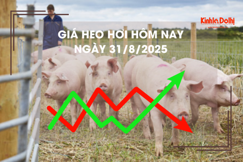 Giá heo hơi hôm nay 31/8: miền Bắc tăng nhẹ