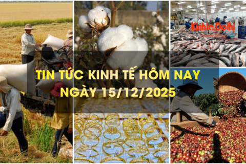 Tin tức kinh tế 15/12: cà phê Việt Nam lập kỷ lục xuất khẩu nhưng mất giá