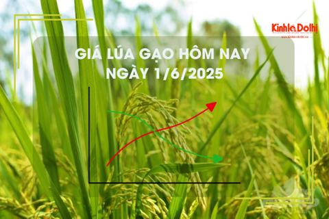 Giá lúa gạo hôm nay 1/6: gạo giảm, lúa tăng