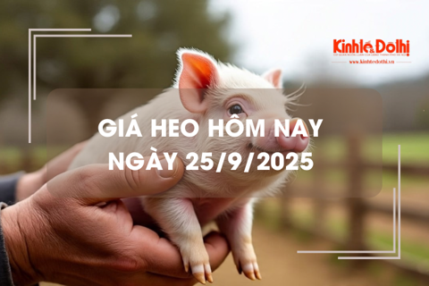 Giá heo hôm nay 25/9: giảm nhẹ tại 1 vài địa phương