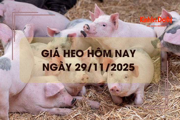 Giá heo hôm nay 29/11: tăng tại nhiều địa phương