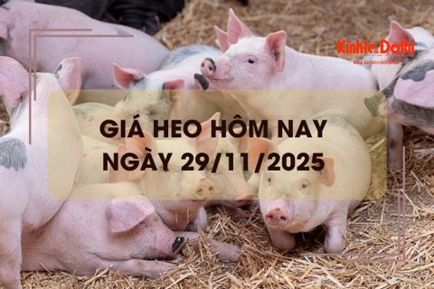 Giá heo hôm nay 29/11: tăng tại nhiều địa phương