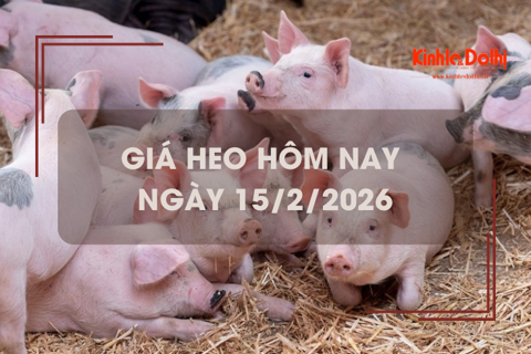 Giá heo hôm nay 16/2: giảm 1.000 đồng/kg ngày đầu tuần