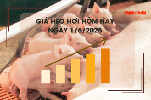 Già heo hơi hôm nay 1/6: cao nhất 76.000 đồng/kg
