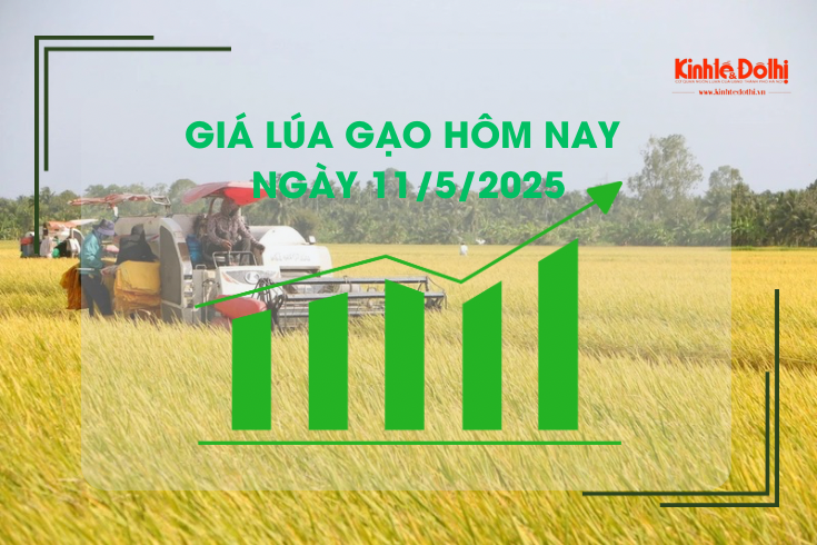 Giá lúa gạo hôm nay 11/5: lúa Hè Thu vững giá