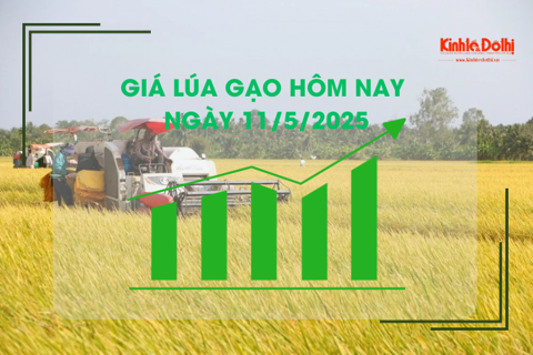 Giá lúa gạo hôm nay 11/5: lúa Hè Thu vững giá