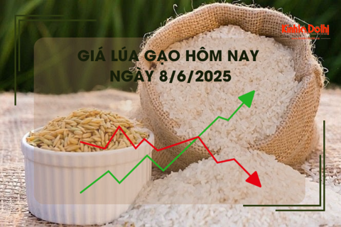 Giá lúa gạo hôm nay 8/6: gạo nguyên liệu tăng nhẹ