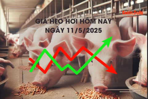Giá heo hơi hôm nay 11/5: Long An cao nhất cả nước
