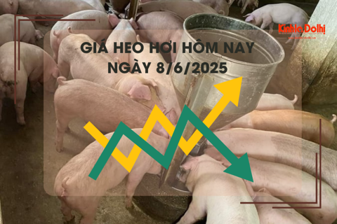 Giá heo hơi hôm nay 8/6: cao nhất 75.000 đồng/kg