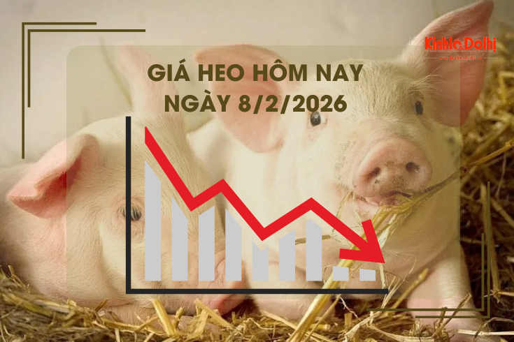 Giá heo hôm nay 8/2: giảm nhẹ tại nhiều địa phương
