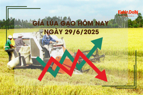 Giá lúa gạo hôm nay 29/6: gạo xuất khẩu tăng giảm trái chiều