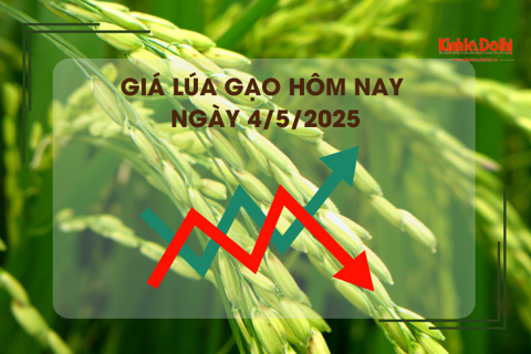 Giá lúa gạo hôm nay 4/5: thương lái đợi giao dịch trở lại
