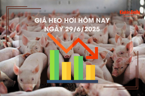 Giá heo hơi hôm nay 29/6: giao dịch ổn định