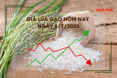 Giá lúa gạo hôm nay 6/7: lúa tươi tiếp đà tăng
