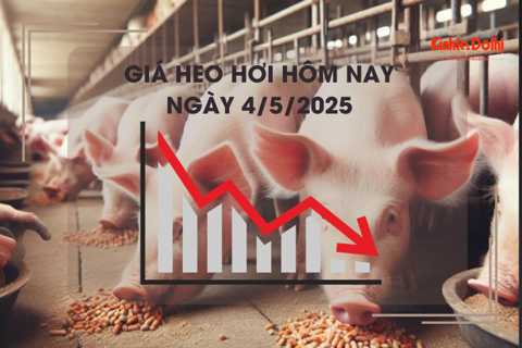 Giá heo hơi hôm nay 4/5: cao nhất 74.000 đồng/kg
