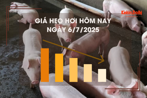 Giá heo hơi hôm nay 6/7: thấp nhất 65.000 đồng/kg