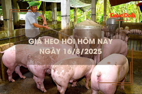 Giá heo hơi hôm nay 16/8: tiếp đà giảm nhẹ