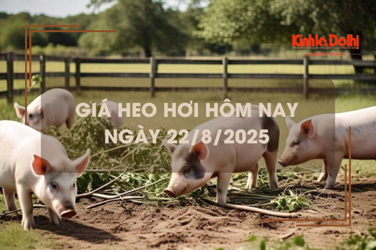 Giá heo hơi hôm nay 22/8: giảm trên cả nước
