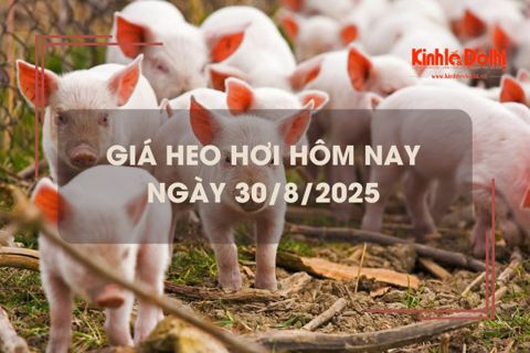 Giá heo hơi hôm nay 30/8: duy trì ổn định 
