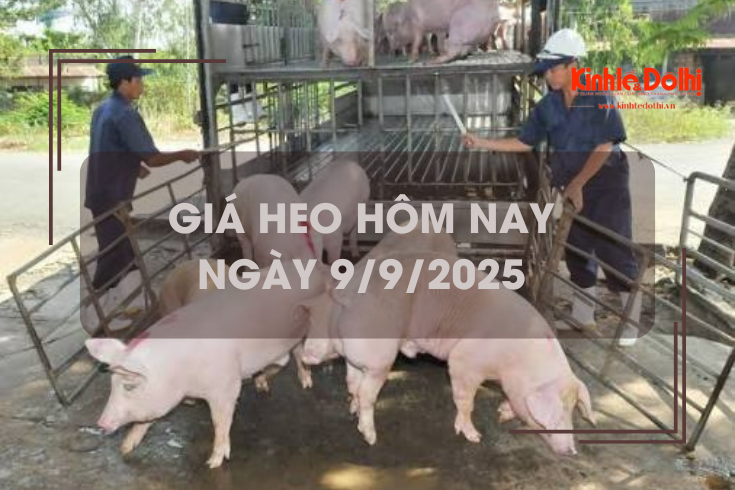 Giá heo hôm nay 9/9: tăng trên cả 3 miền
