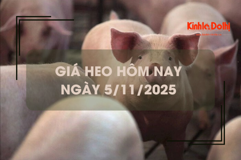 Giá heo hôm nay 5/11: giảm rải rác 1.000 đồng/kg