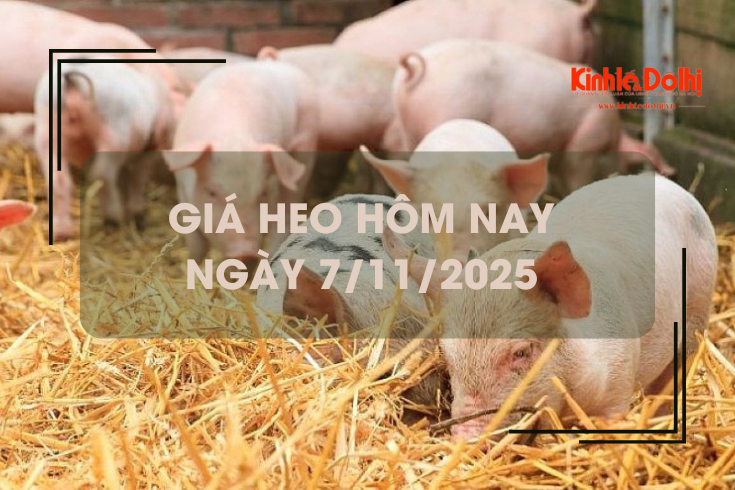 Giá heo hôm nay 7/11: giảm trên cả 3 miền
