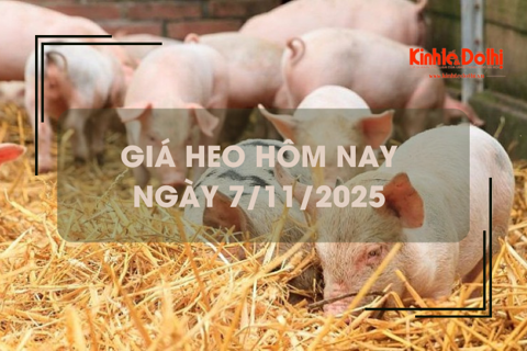 Giá heo hôm nay 7/11: giảm trên cả 3 miền