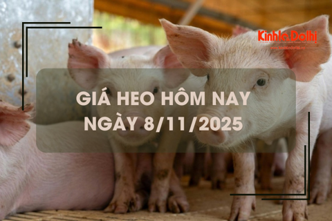 Giá heo hôm nay 8/11: giảm tại miền Bắc và miền Trung