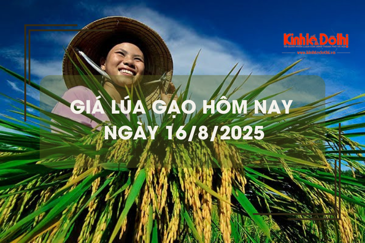 Giá lúa gạo hôm nay ngày 16/8: giá lúa thơm có xu hướng giảm nhẹ