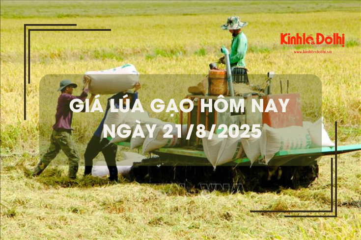 Giá lúa gạo hôm nay ngày 21/8: gạo xuất khẩu giảm mạnh