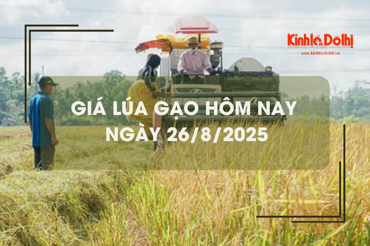 Giá lúa gạo hôm nay ngày 26/8: gạo nguyên liệu giảm mạnh