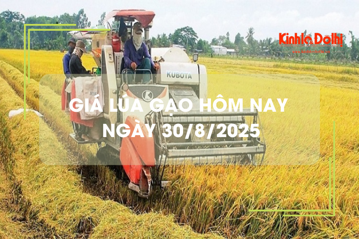 Giá lúa gạo hôm nay 30/8: giá gạo tăng mạnh, lúa ổn định