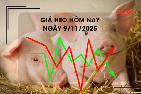 Giá heo hôm nay 9/11: miền Bắc giữ đỉnh 51.000 đồng/kg