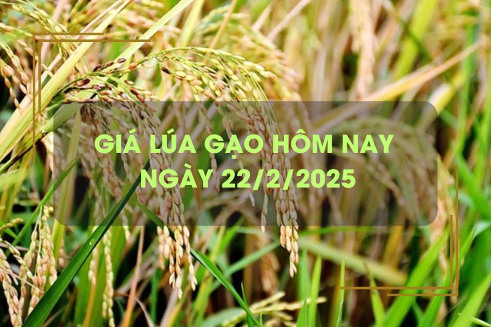 Giá lúa gạo hôm nay 22/2: giá lúa tăng, giá gạo giảm
