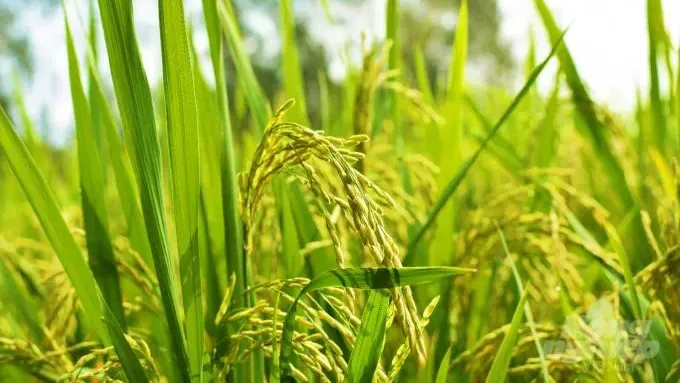 Hình ảnh 1