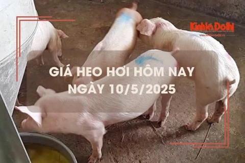 Giá heo hơi hôm nay 10/5: miền Bắc tăng nhẹ