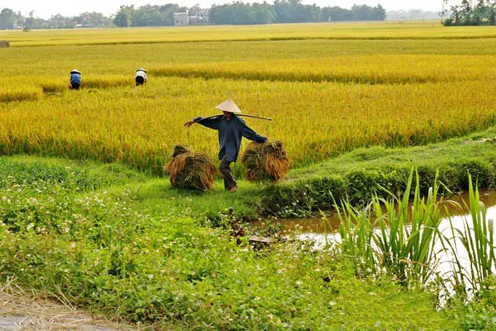 Hình ảnh 1