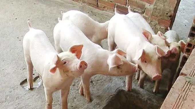 Hình ảnh 1