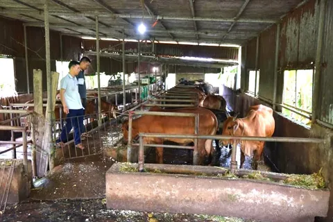 Quỹ Khuyến nông Hà Nội: Nguồn vốn ưu đãi của nhà nông