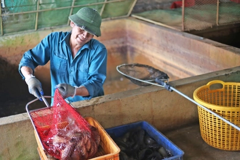 Nông dân Hà Nội tạo lập cộng đồng cùng phát triển