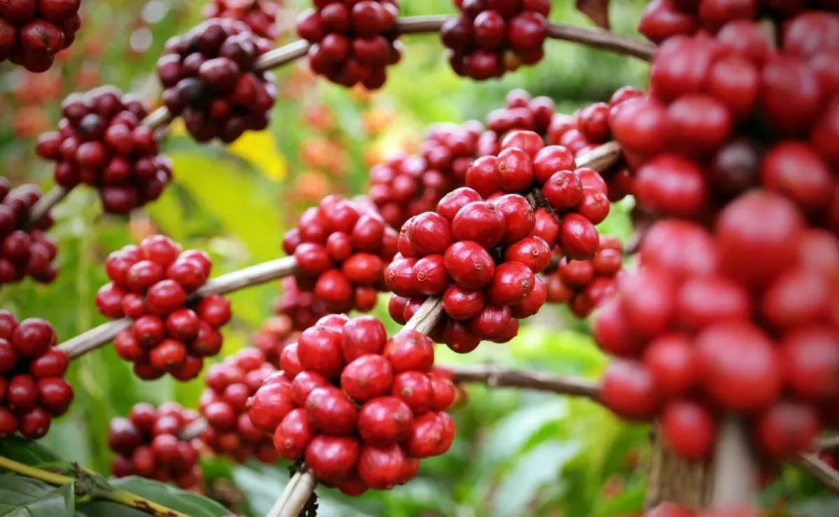 Hình ảnh 2