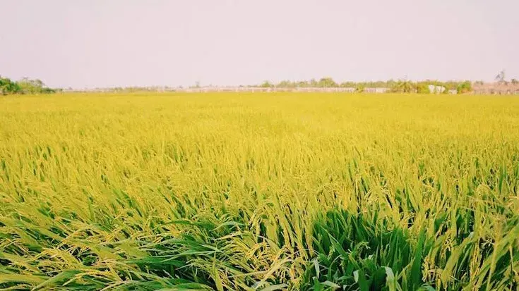 Hình ảnh 1