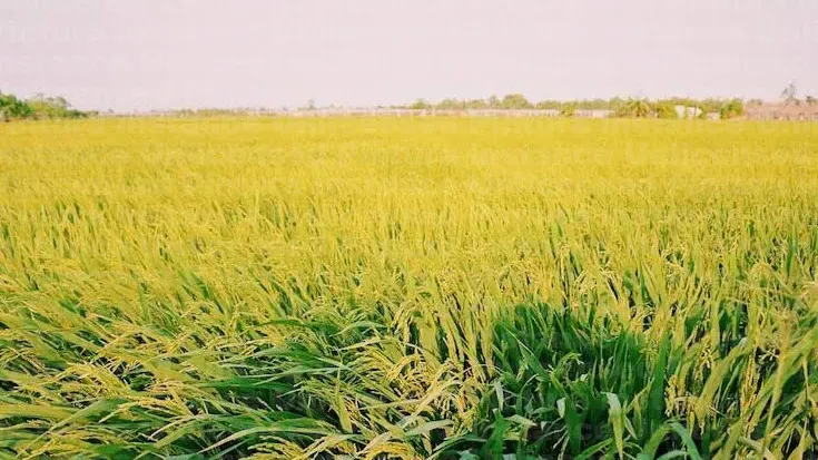 Hình ảnh 1