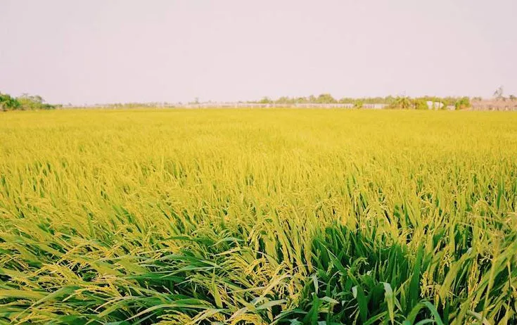 Hình ảnh 1
