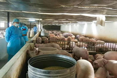 Hà Nội phát triển trang trại an toàn, bền vững